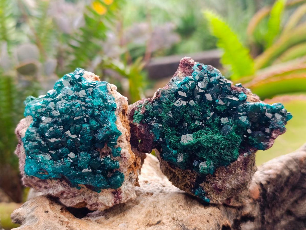 Natural Dioptase on Dolomite Specimens x 6 From Likasi, Congo - Toprock Gemstones and Minerals 