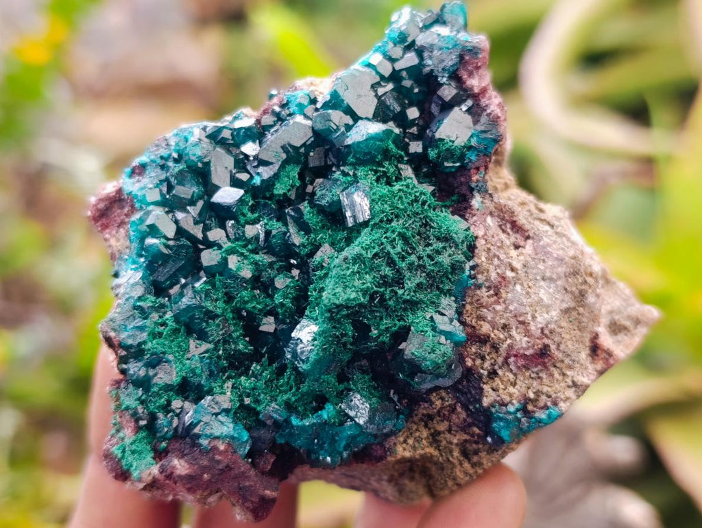 Natural Dioptase on Dolomite Specimens x 6 From Likasi, Congo - Toprock Gemstones and Minerals 