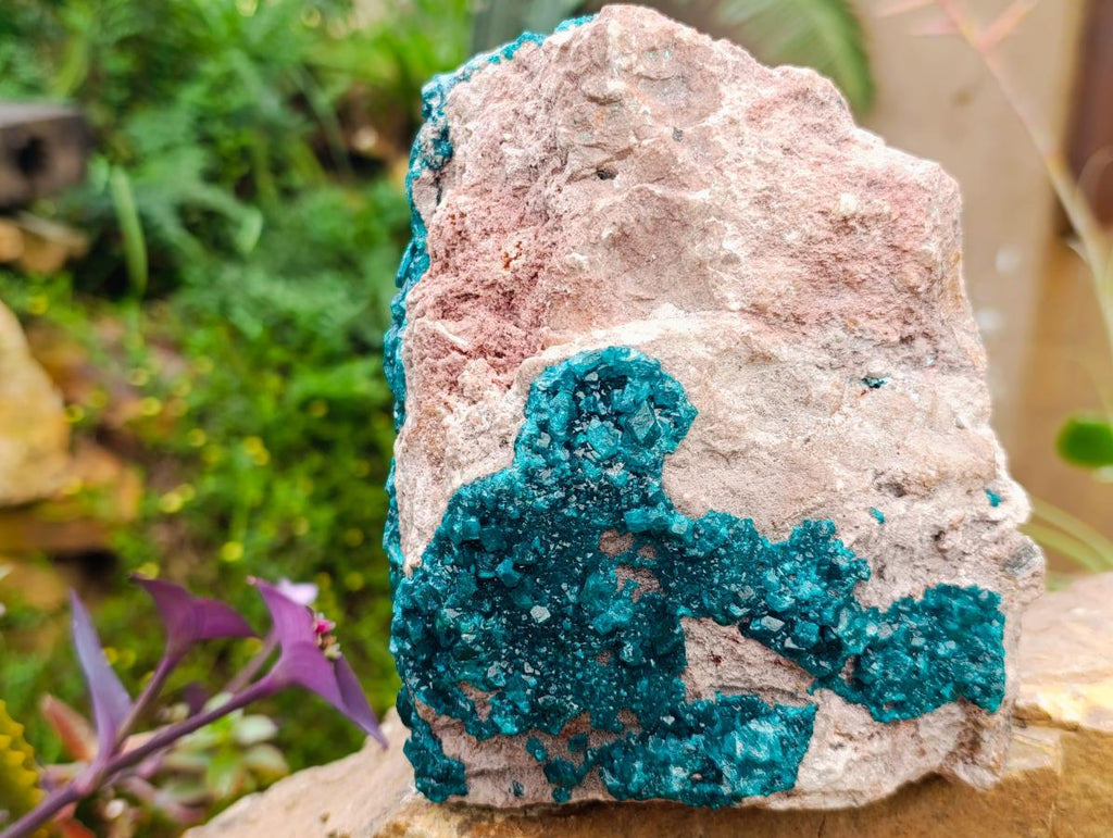 Natural Extra Large Dioptase on Dolomite Specimen x 1 From Likasi, Congo - Toprock Gemstones and Minerals 