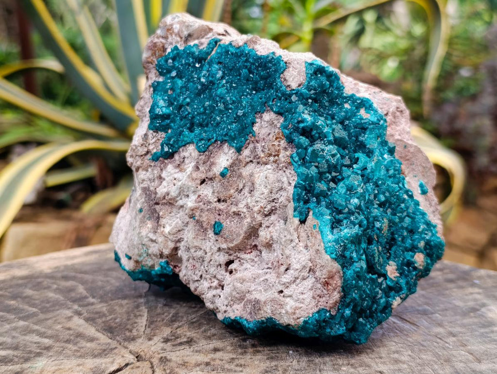Natural Extra Large Dioptase on Dolomite Specimen x 1 From Likasi, Congo - Toprock Gemstones and Minerals 