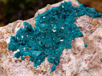 Natural Extra Large Dioptase on Dolomite Specimen x 1 From Likasi, Congo - Toprock Gemstones and Minerals 