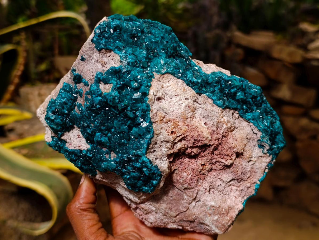 Natural Extra Large Dioptase on Dolomite Specimen x 1 From Likasi, Congo - Toprock Gemstones and Minerals 