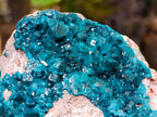 Natural Extra Large Dioptase on Dolomite Specimen x 1 From Likasi, Congo - Toprock Gemstones and Minerals 