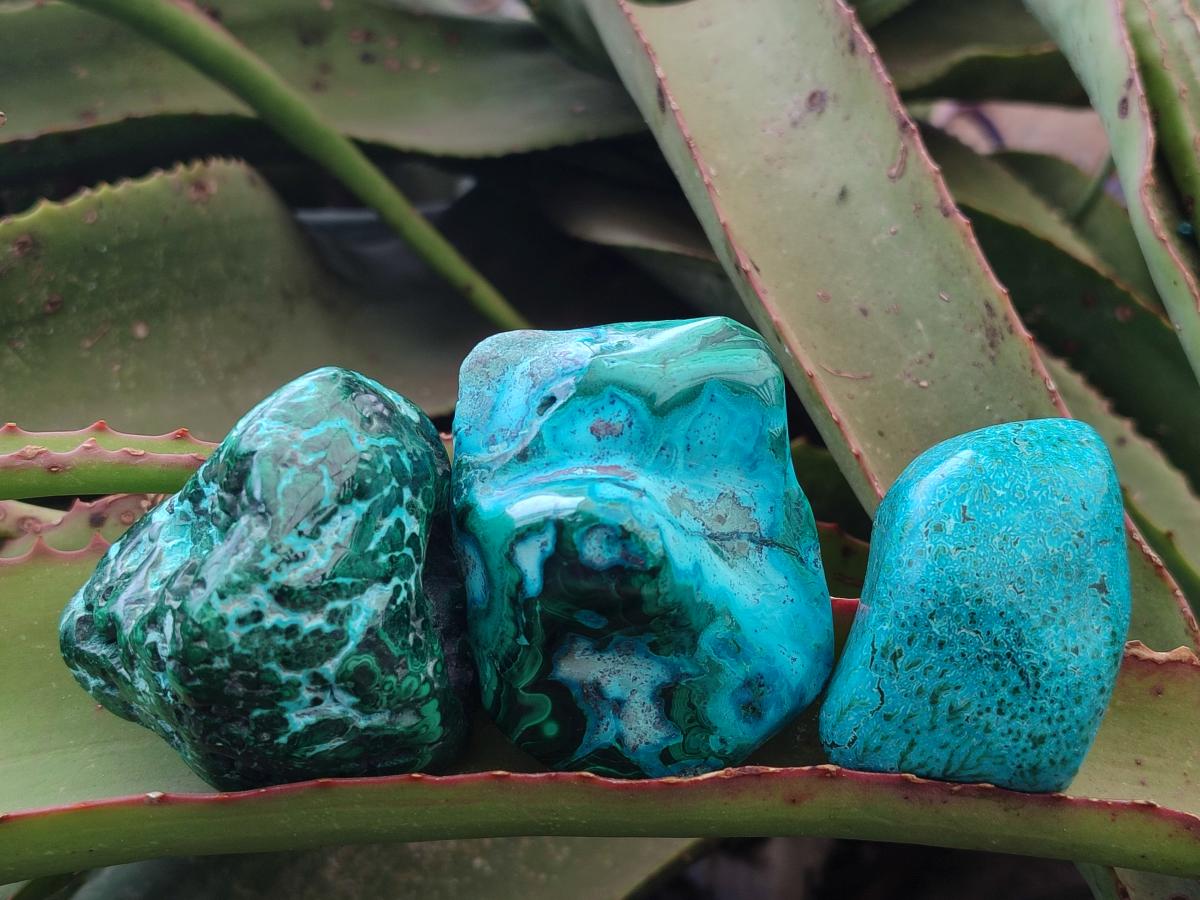 Polished Malacolla Free Forms x 12 From Kulukuluku, Congo - Toprock Gemstones and Minerals 