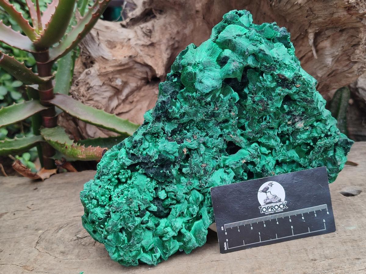Natural XL Silky Malachite Specimen x 1 From Kasompe, Congo - Toprock Gemstones and Minerals 