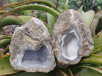 Natural Blue Lace Agate Geode Specimens x 6 From Nsanje, Malawi - Toprock Gemstones and Minerals 