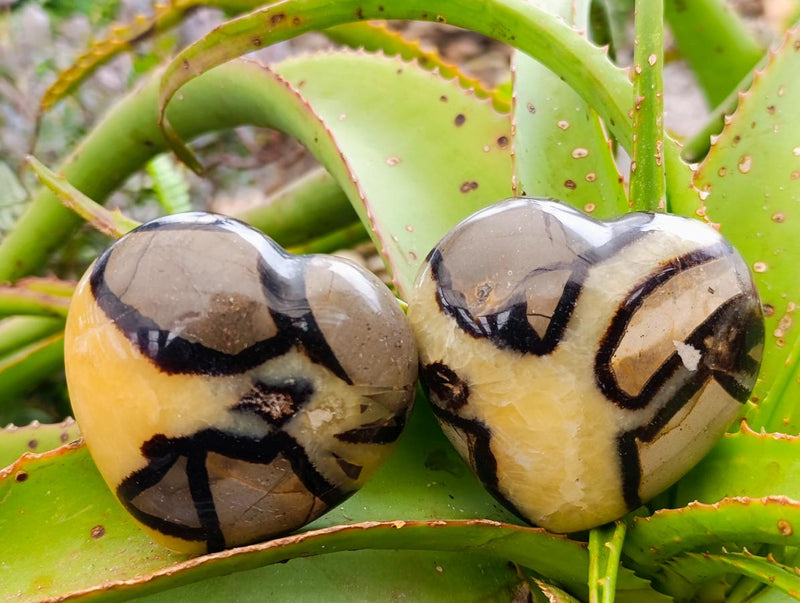 Polished Large Septerye Hearts x 12 From Mahajanga, Madagascar - Toprock Gemstones and Minerals 