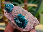 Natural Dioptase on Dolomite Specimens x 12 From Likasi, Congo - Toprock Gemstones and Minerals 