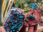 Natural Dioptase on Dolomite Specimens x 12 From Likasi, Congo - Toprock Gemstones and Minerals 