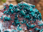 Natural Dioptase on Dolomite Specimens x 12 From Likasi, Congo - Toprock Gemstones and Minerals 