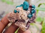Natural Dioptase on Dolomite Specimens x 12 From Likasi, Congo - Toprock Gemstones and Minerals 