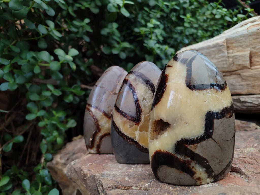 Polished Septerye Standing Free Form x 3 From Mahajanga, Madagascar - Toprock Gemstones and Minerals 