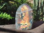 Polished Labradorite Standing Display Pieces x 2 From Madagascar - Toprock Gemstones and Minerals 