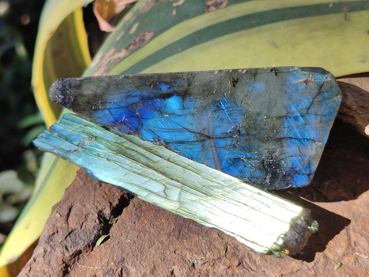 Polished One Side Labradorite Display Slices x 24 From Madagascar - Toprock Gemstones and Minerals 