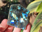 Polished One Side Labradorite Display Slices x 24 From Madagascar - Toprock Gemstones and Minerals 