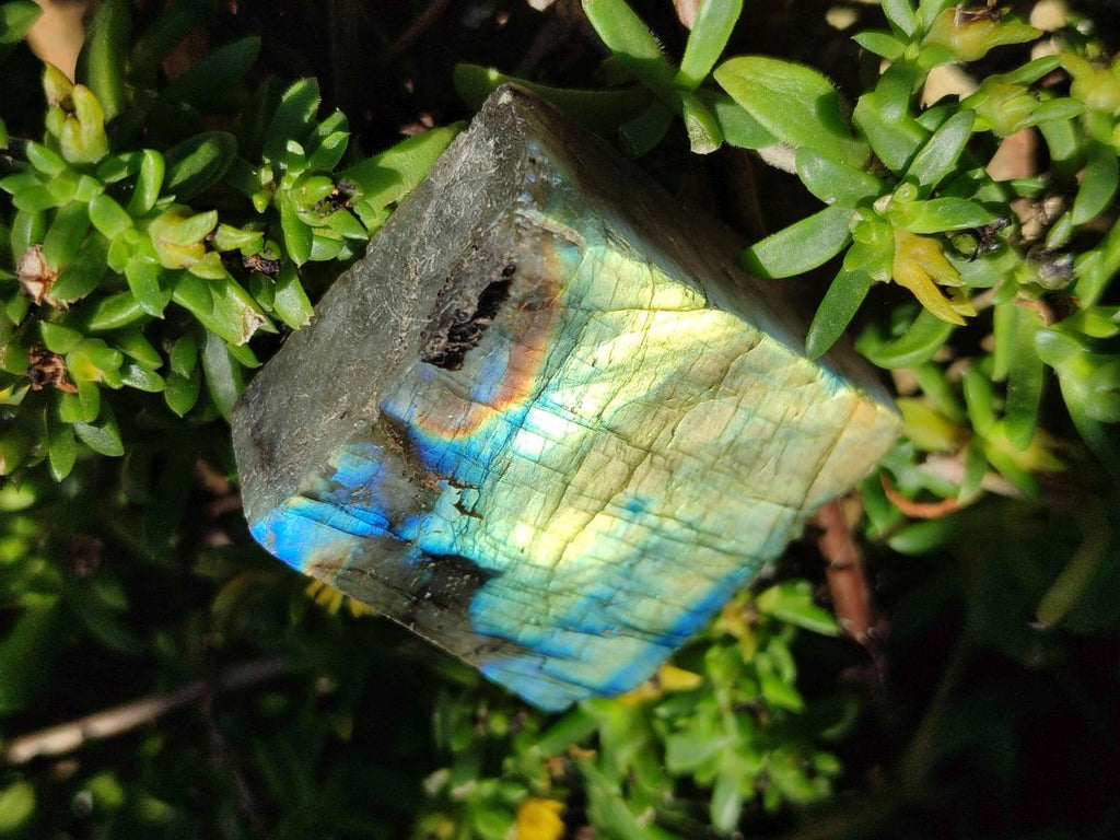 Polished One Side Labradorite Display Slices x 24 From Madagascar - Toprock Gemstones and Minerals 