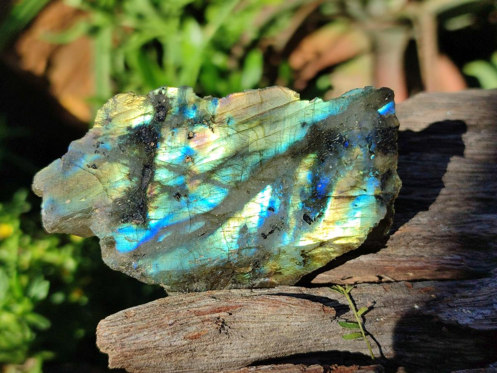 Polished One Side Labradorite Display Slices x 24 From Madagascar - Toprock Gemstones and Minerals 
