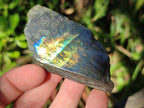 Polished One Side Labradorite Display Slices x 24 From Madagascar - Toprock Gemstones and Minerals 