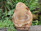Polished Picture Stone Jasper Standing Display Pieces x 2 From Ais-Ais, Namibia - Toprock Gemstones and Minerals 