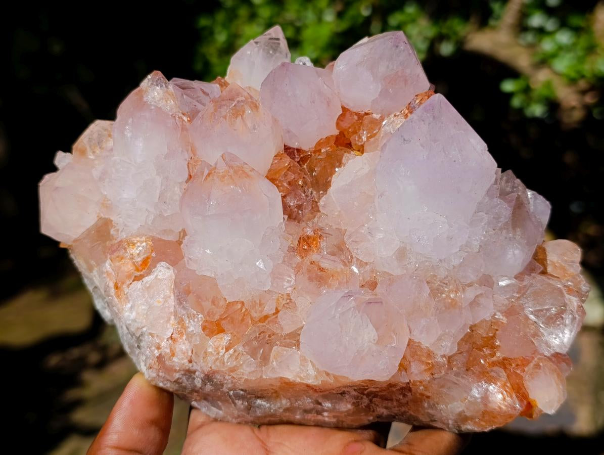 Natural Spirit Spirit Ametrine Clusters x 2 From Boekenhouthoek, South Africa - Toprock Gemstones and Minerals 