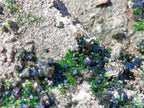 Natural Libethenite Crystals on Dolomite Matrix Specimens x 6 From Shituru, Congo - Toprock Gemstones and Minerals 