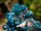 Natural Dioptase on Dolomite Specimens x 6 From Likasi, Congo - Toprock Gemstones and Minerals 