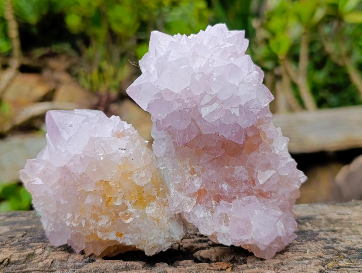 Natural Cactus Flower Spirit Amethyst Clusters x 6 From South Africa - Toprock Gemstones and Minerals 