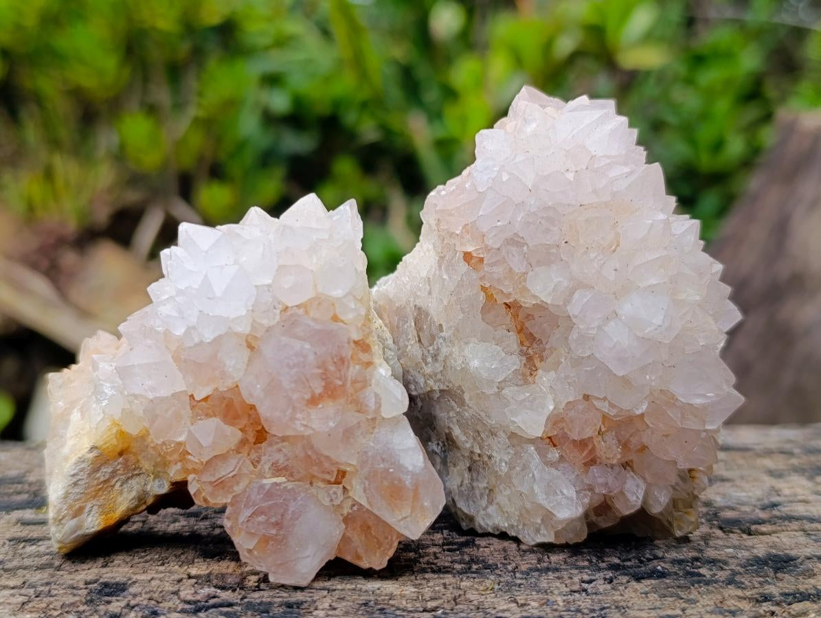 Natural Cactus Flower Spirit Amethyst Clusters x 6 From South Africa - Toprock Gemstones and Minerals 