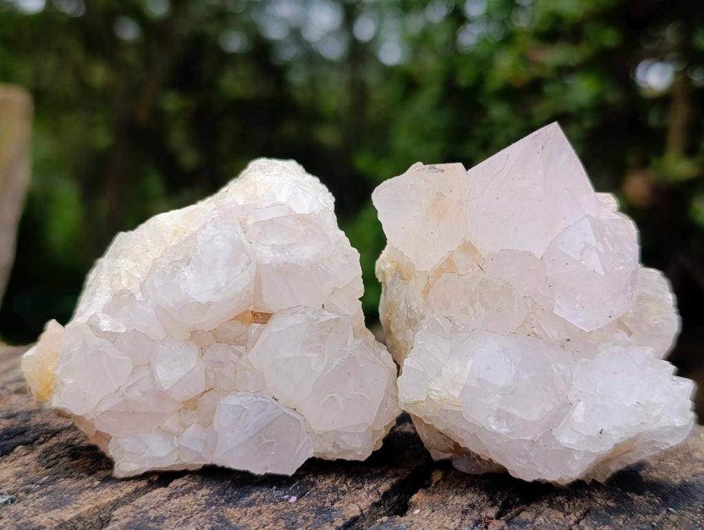 Natural Cactus Flower Spirit Amethyst Clusters x 6 From South Africa - Toprock Gemstones and Minerals 