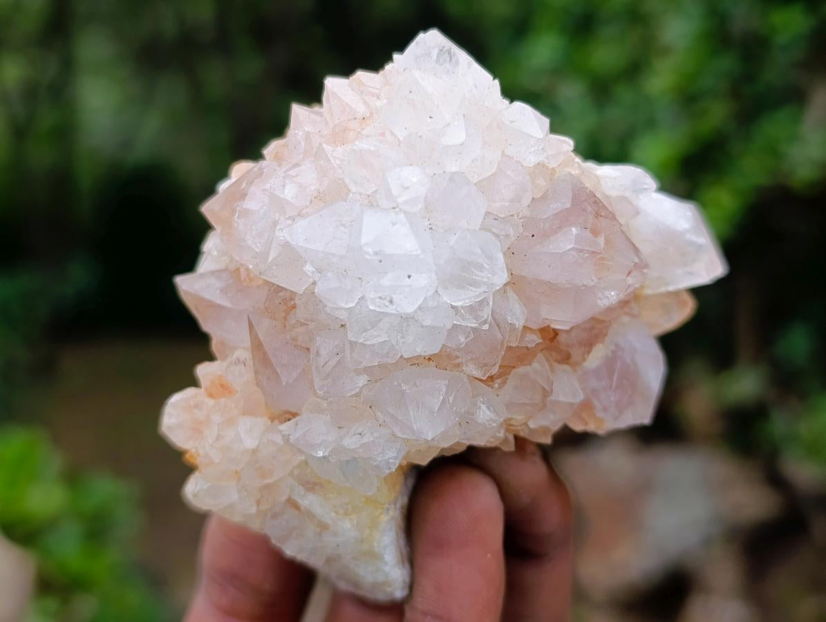 Natural Cactus Flower Spirit Amethyst Clusters x 6 From South Africa - Toprock Gemstones and Minerals 