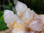 Natural Fairy Golden Limonite Spirit Quartz Crystals x 6 From Boekenhouthoek, South Africa - Toprock Gemstones and Minerals 