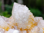 Natural Fairy Golden Limonite Spirit Quartz Crystals x 6 From Boekenhouthoek, South Africa - Toprock Gemstones and Minerals 