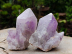 Natural Jacaranda Amethyst Crystals x 6 From Mumbwa, Zambia - Toprock Gemstones and Minerals 