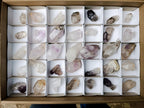 Natural Mixed Brandberg Quartz Crystals x 35 From Brandberg, Namibia - Toprock Gemstones and Minerals 