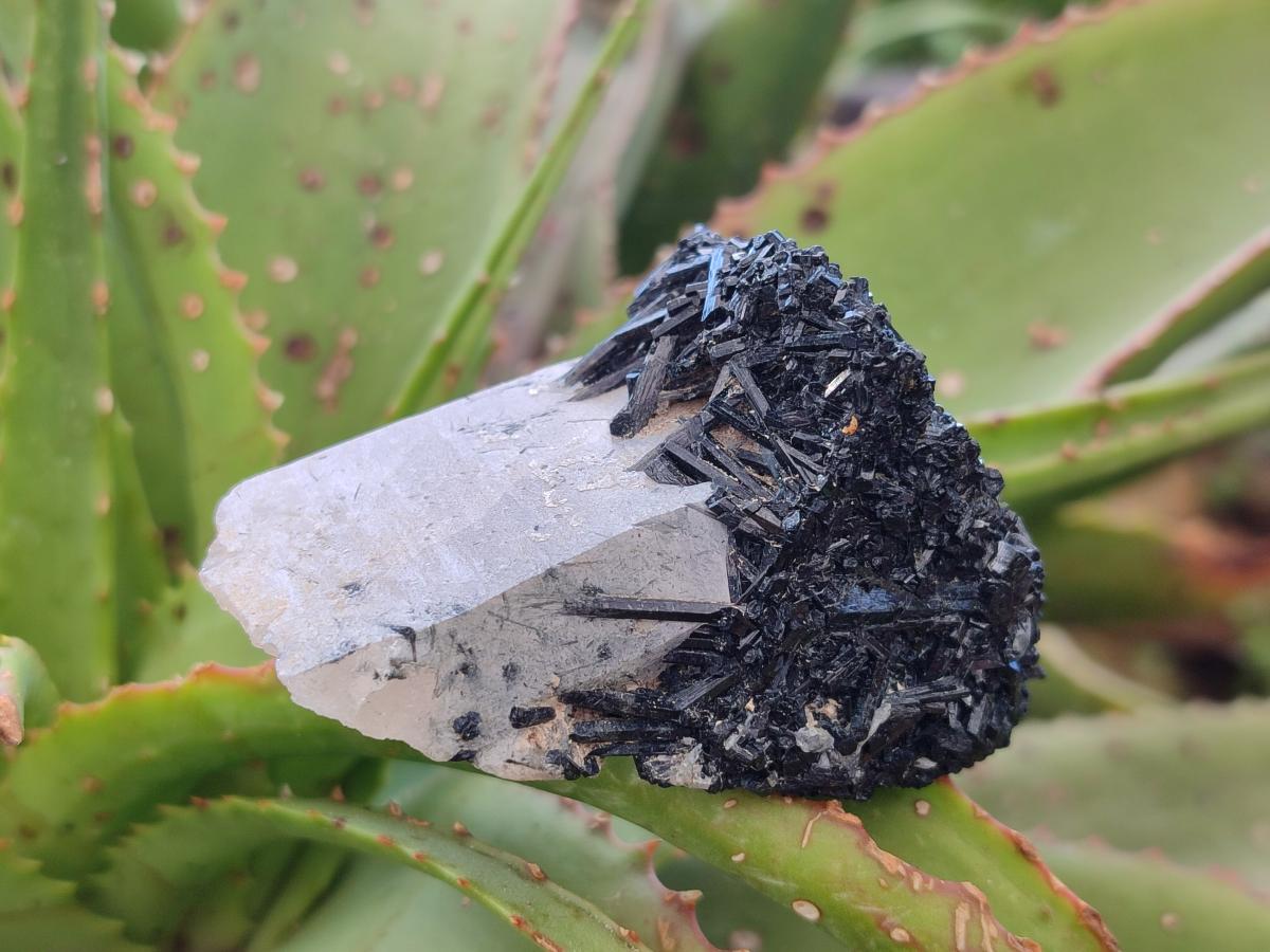 Natural Schorl Black Tourmaline with Associated Minerals x 12 From Erongo, Namibia - Toprock Gemstones and Minerals 