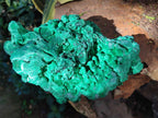Natural XL Silky Malachite Specimen x 1 From Kasompe, Congo - Toprock Gemstones and Minerals 