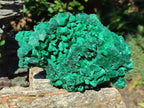 Natural XL Silky Malachite Specimen x 1 From Kasompe, Congo - Toprock Gemstones and Minerals 