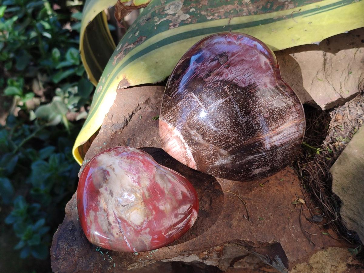 Polished Red Podocarpus Petrified Wood Hearts x 2 From Mahajanga, Madagascar - Toprock Gemstones and Minerals 