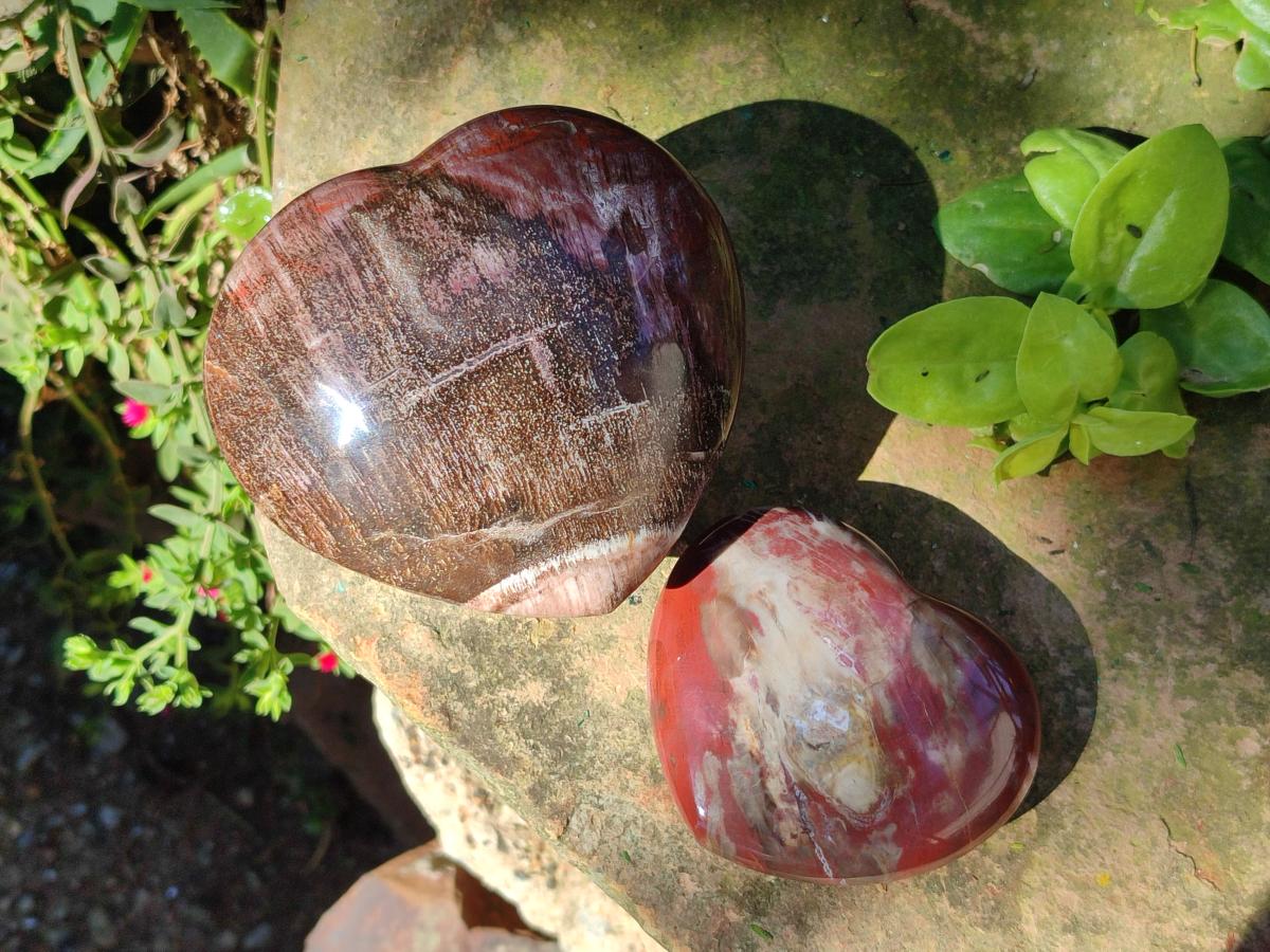 Polished Red Podocarpus Petrified Wood Hearts x 2 From Mahajanga, Madagascar - Toprock Gemstones and Minerals 