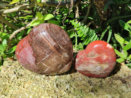 Polished Red Podocarpus Petrified Wood Hearts x 2 From Mahajanga, Madagascar - Toprock Gemstones and Minerals 