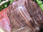 Polished Red Podocarpus Petrified Wood Hearts x 2 From Mahajanga, Madagascar - Toprock Gemstones and Minerals 