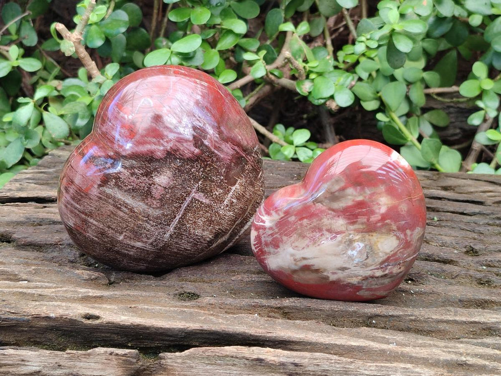Polished Red Podocarpus Petrified Wood Hearts x 2 From Mahajanga, Madagascar - Toprock Gemstones and Minerals 