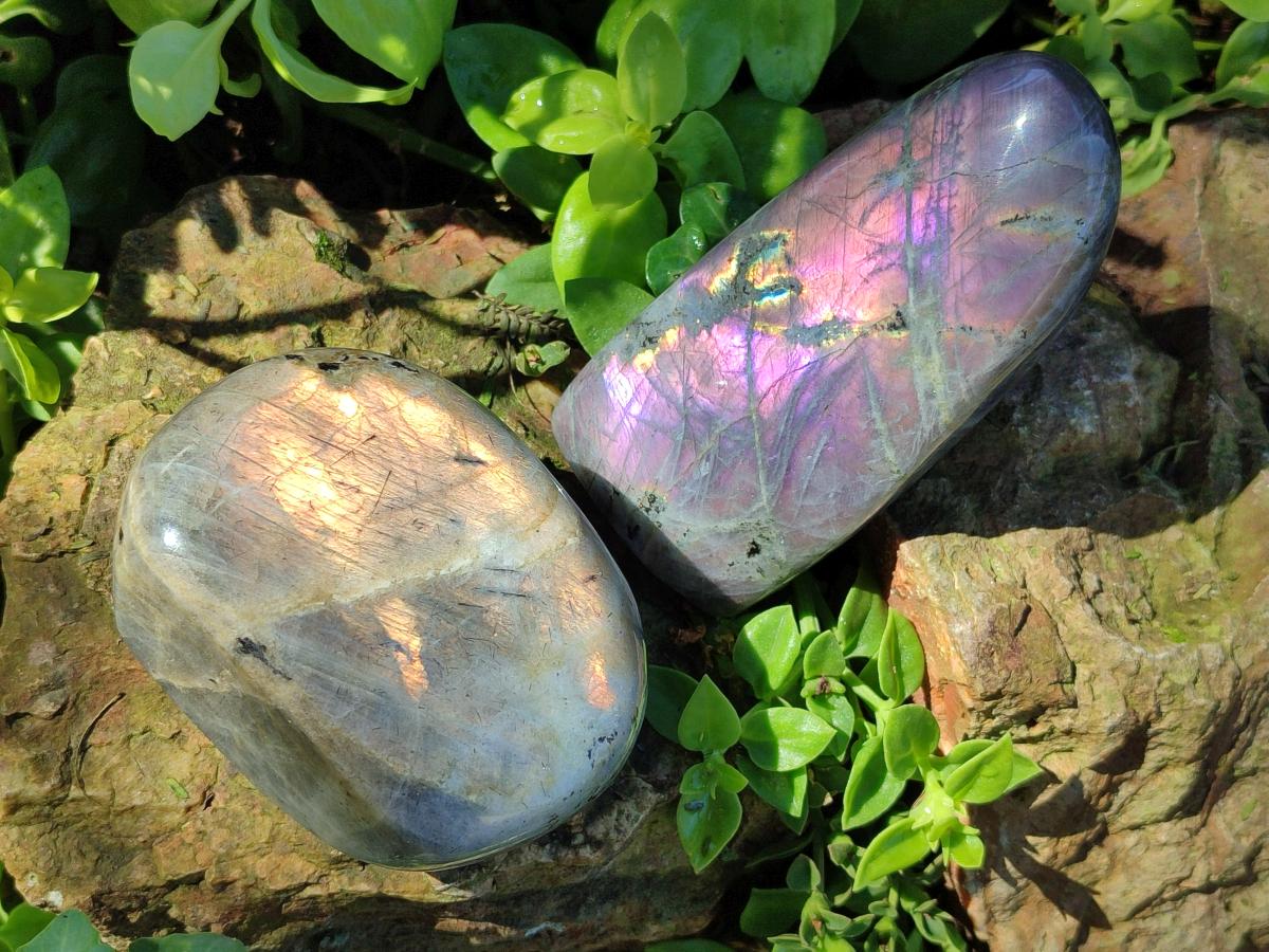 Polished Rare Purple Sunset Flash Labradorite Standing Display Pieces x 4 From Madagascar - Toprock Gemstones and Minerals 
