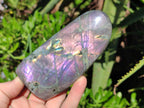Polished Rare Purple Sunset Flash Labradorite Standing Display Pieces x 4 From Madagascar - Toprock Gemstones and Minerals 