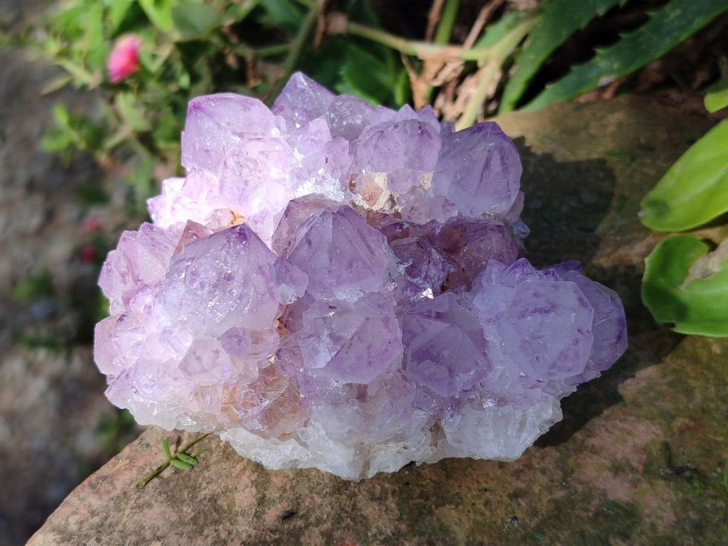 Natural Cactus Flower Spirit Amethyst Clusters x 4 From South Africa - Toprock Gemstones and Minerals 