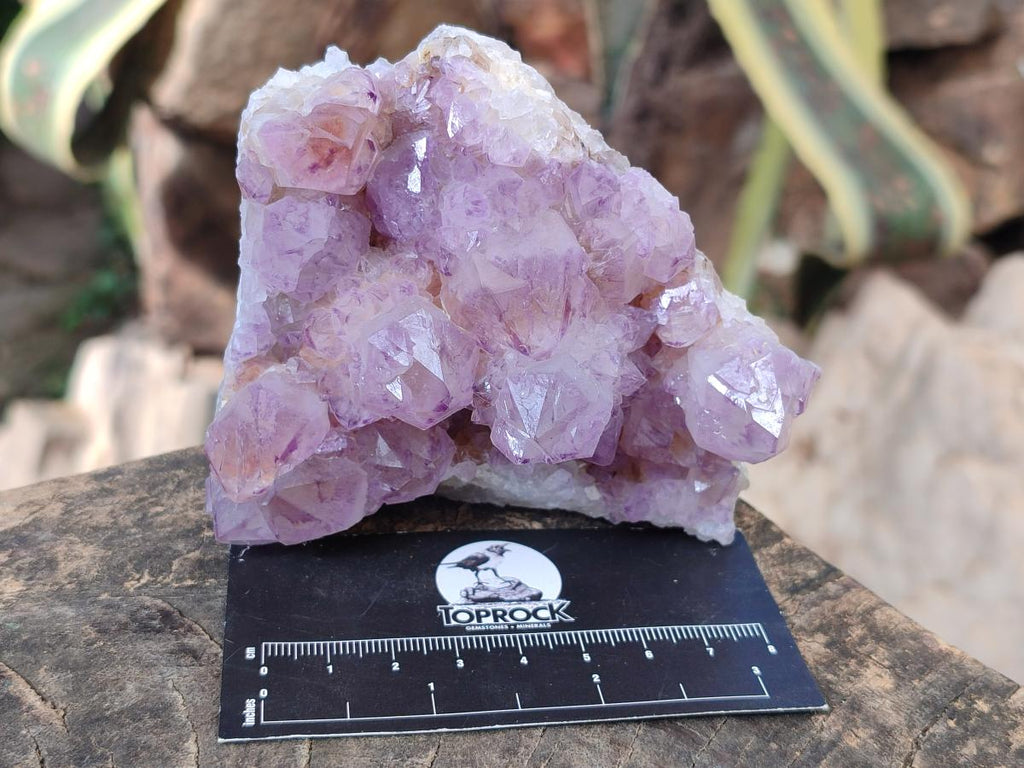 Natural Cactus Flower Spirit Amethyst Clusters x 4 From South Africa - Toprock Gemstones and Minerals 