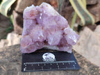 Natural Cactus Flower Spirit Amethyst Clusters x 4 From South Africa - Toprock Gemstones and Minerals 