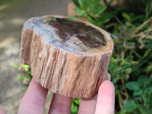Polished On One Side Dadoxylon Petrified Wood Tree Branches x 6 From Gokwe, Zimbabwe - Toprock Gemstones and Minerals 