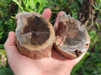 Polished On One Side Dadoxylon Petrified Wood Tree Branches x 6 From Gokwe, Zimbabwe - Toprock Gemstones and Minerals 