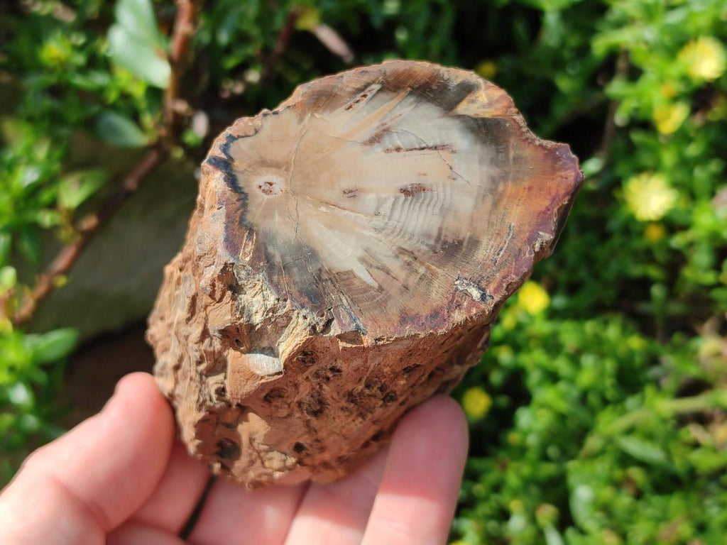 Polished On One Side Dadoxylon Petrified Wood Tree Branches x 6 From Gokwe, Zimbabwe - Toprock Gemstones and Minerals 